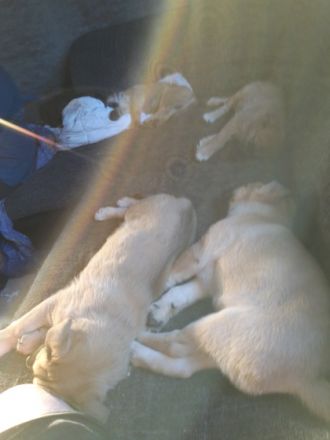 Wir suchen ein schönes zh für unsere Welpen ab den 2.5