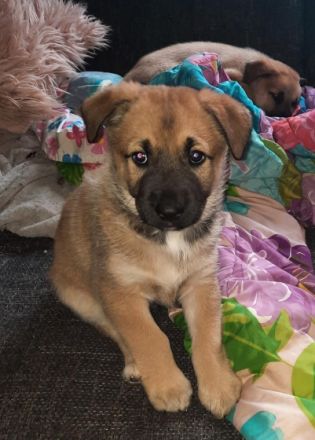 Wir suchen ein schönes zh für unsere Welpen ab den 2.5