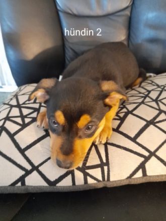 Hallo meine podenco Hündin hat 9 wunderschöne Welpen