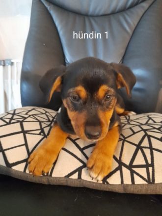 Hallo meine podenco Hündin hat 9 wunderschöne Welpen