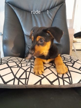 Hallo meine podenco Hündin hat 9 wunderschöne Welpen