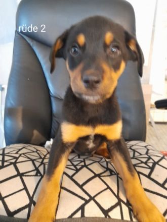 Hallo meine podenco Hündin hat 9 wunderschöne Welpen