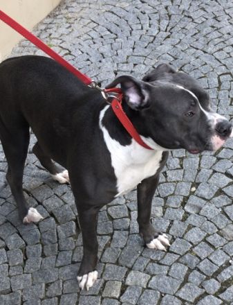 Bella, Unsere kleine Hündin sucht schweren Herzens eine