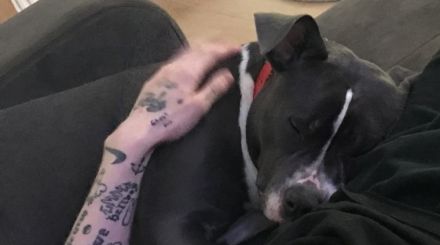 Bella, Unsere kleine Hündin sucht schweren Herzens eine