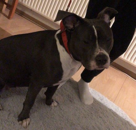 Bella, Unsere kleine Hündin sucht schweren Herzens eine