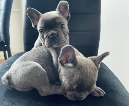 Hallo , ich verkaufe Hündin 9 Woche alt . Ist geschippt