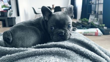 Hallo , ich verkaufe Hündin 9 Woche alt . Ist geschippt