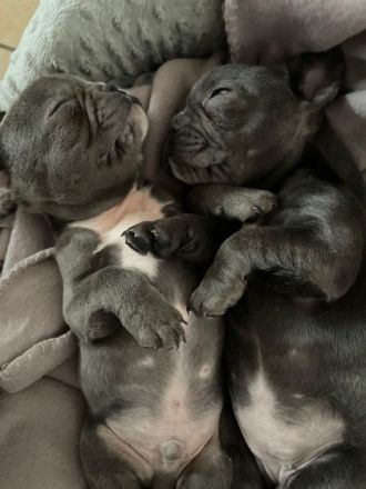 Hallo , ich verkaufe Hündin 9 Woche alt . Ist geschippt