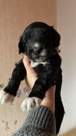 Am 09.03.2022 hat unsere reinrassige Portugiesische