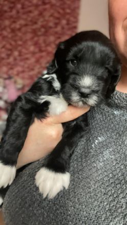 Am 09.03.2022 hat unsere reinrassige Portugiesische