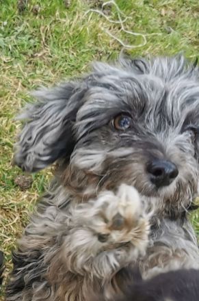 Zwei kleine Rüden, entwurmt, geimpft und gechipt, sind