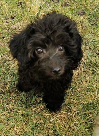 Zwei kleine Rüden, entwurmt, geimpft und gechipt, sind