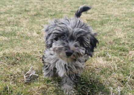 Zwei kleine Rüden, entwurmt, geimpft und gechipt, sind