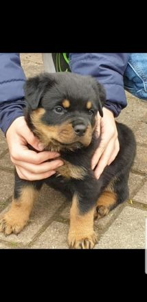 Unsere ADRK Zucht Welpen suchen ein neues liebevolles