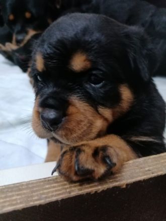 Unsere ADRK Zucht Welpen suchen ein neues liebevolles