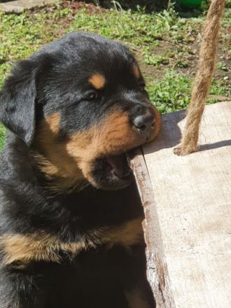 Unsere ADRK Zucht Welpen suchen ein neues liebevolles