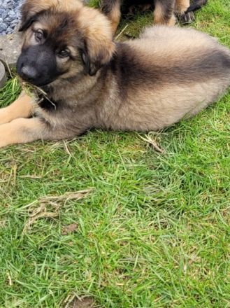 Hallo, wir sind 3 Welpen aus einem 8er Wurf die noch