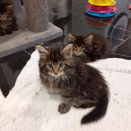 Maine-Coon of Silberberg