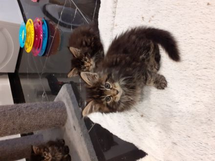 Maine-Coon of Silberberg