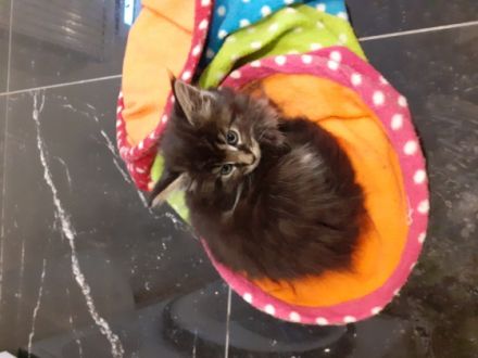 Maine-Coon of Silberberg