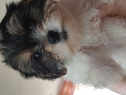 Traumhaft schöne Yorkshire Terrier, geb am 11.01.2022,