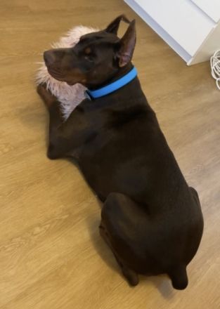 9 zuckersüße Dobermann Mix Welpen suchen ein Zuhause.