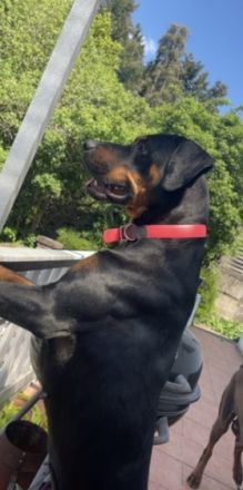 9 zuckersüße Dobermann Mix Welpen suchen ein Zuhause.