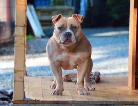 Wir haben noch ein Weibchen aus unserer aktuellen