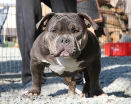 Wir haben noch ein Weibchen aus unserer aktuellen