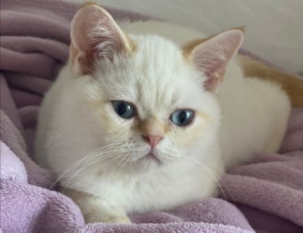 Hallo liebe Katzenfreunde, Am 14.11 sind unsere