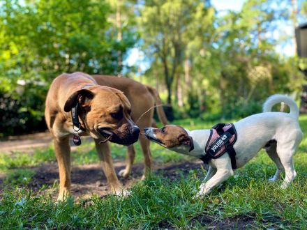 Pro Canis - Leon Weisbecker