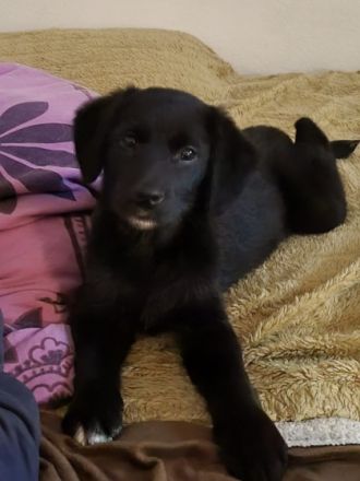 Unsere Welpen haben am 10.01.2022 das Licht der Welt