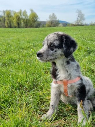 Unsere Welpen haben am 10.01.2022 das Licht der Welt