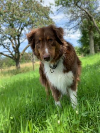 Unsere Welpen haben am 10.01.2022 das Licht der Welt