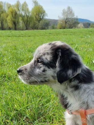 Unsere Welpen haben am 10.01.2022 das Licht der Welt