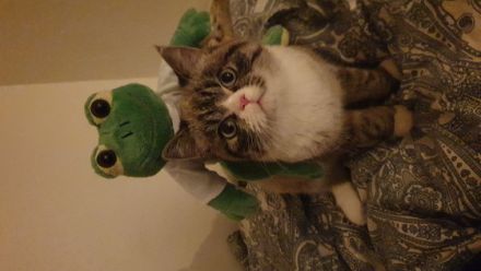 Der kleine Balou sucht ab sofort ein neues Zuhause . Er