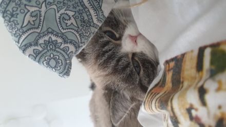 Der kleine Balou sucht ab sofort ein neues Zuhause . Er