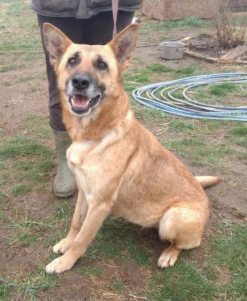 Müsli, eine agile und liebe Hündin