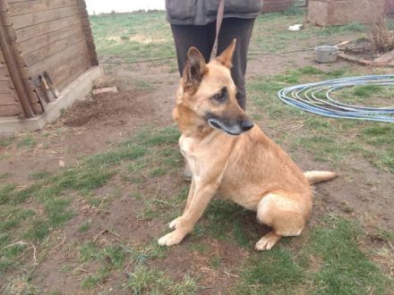 Müsli, eine agile und liebe Hündin