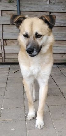 Smartie, in Deutschland auf Pflegestelle, bei Limburg.