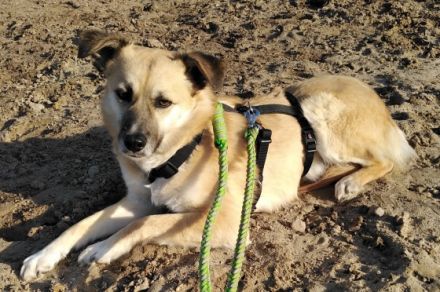 Smartie, in Deutschland auf Pflegestelle, bei Limburg.