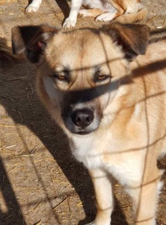 Smartie, in Deutschland auf Pflegestelle, bei Limburg.