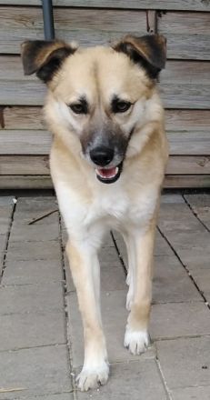 Smartie, in Deutschland auf Pflegestelle, bei Limburg.