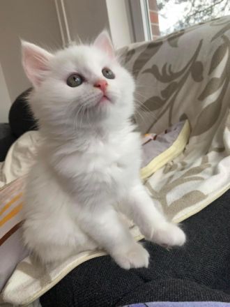 Hallo liebe Interessierten, die 4 kleinen wurden