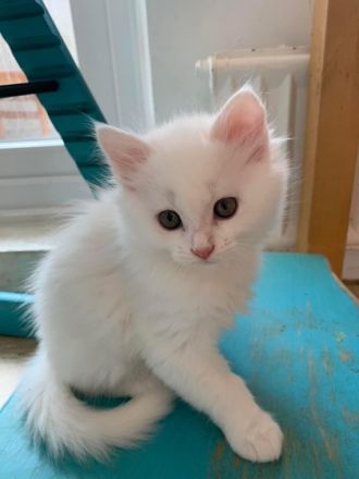 Hallo liebe Interessierten, die 4 kleinen wurden