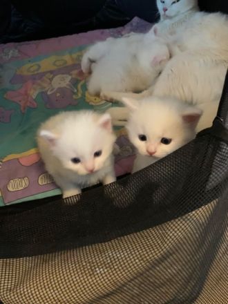 Hallo liebe Interessierten, die 4 kleinen wurden