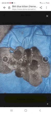 Unsere elli bekommt in 2 Wochen nochmal Nachwuchs die