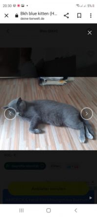 Unsere elli bekommt in 2 Wochen nochmal Nachwuchs die