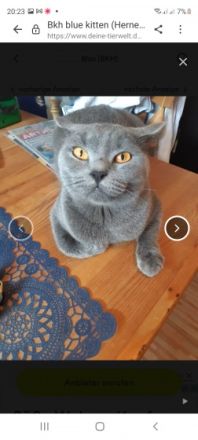 Unsere elli bekommt in 2 Wochen nochmal Nachwuchs die