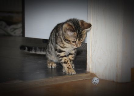 Unser brown spotted Bengalmädchen Mila sucht noch ein